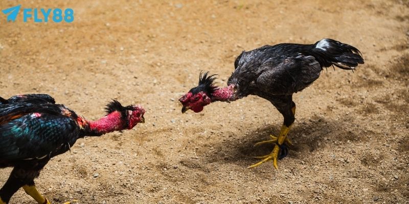 Cược theo sức mạnh của chiến kê của đá gà cựa sắt thông qua kỹ năng ra đòn